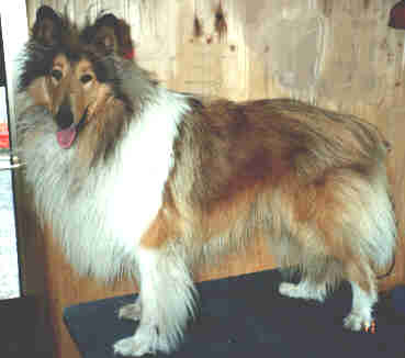 Collie 1
