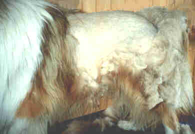 Collie 2