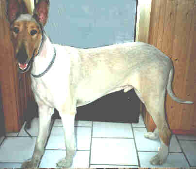 Collie 3