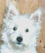 Jungwestie vorher