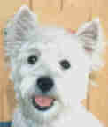 Jungwestie danach