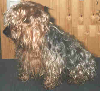 Yorkie lang